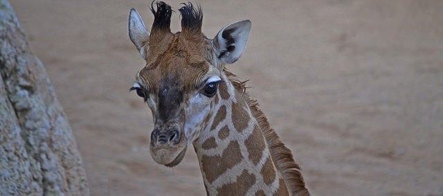 Lluna, cria de girafa del Bioparc