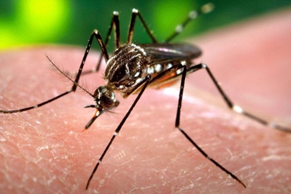 Mosquit Tigre.